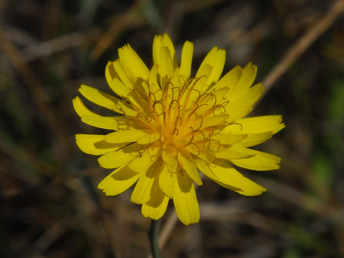 Zungenblüten