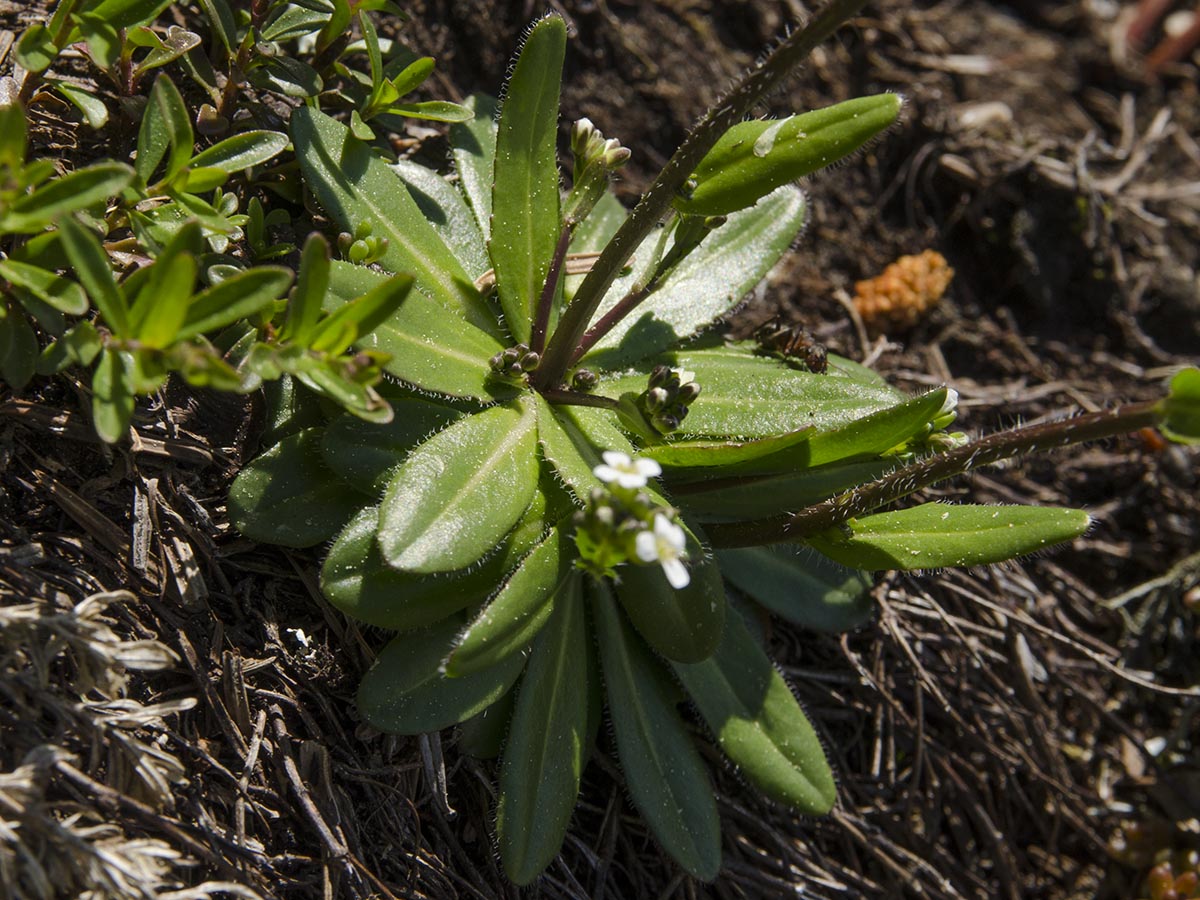 Rosette