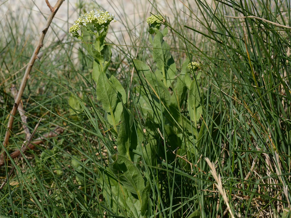 Habitus