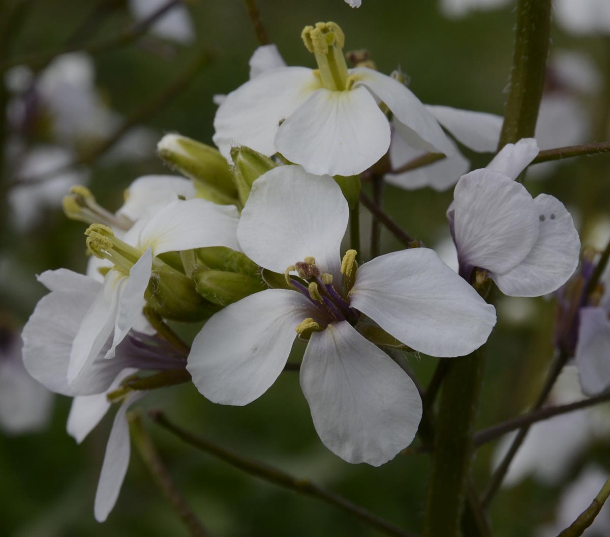 Blüten