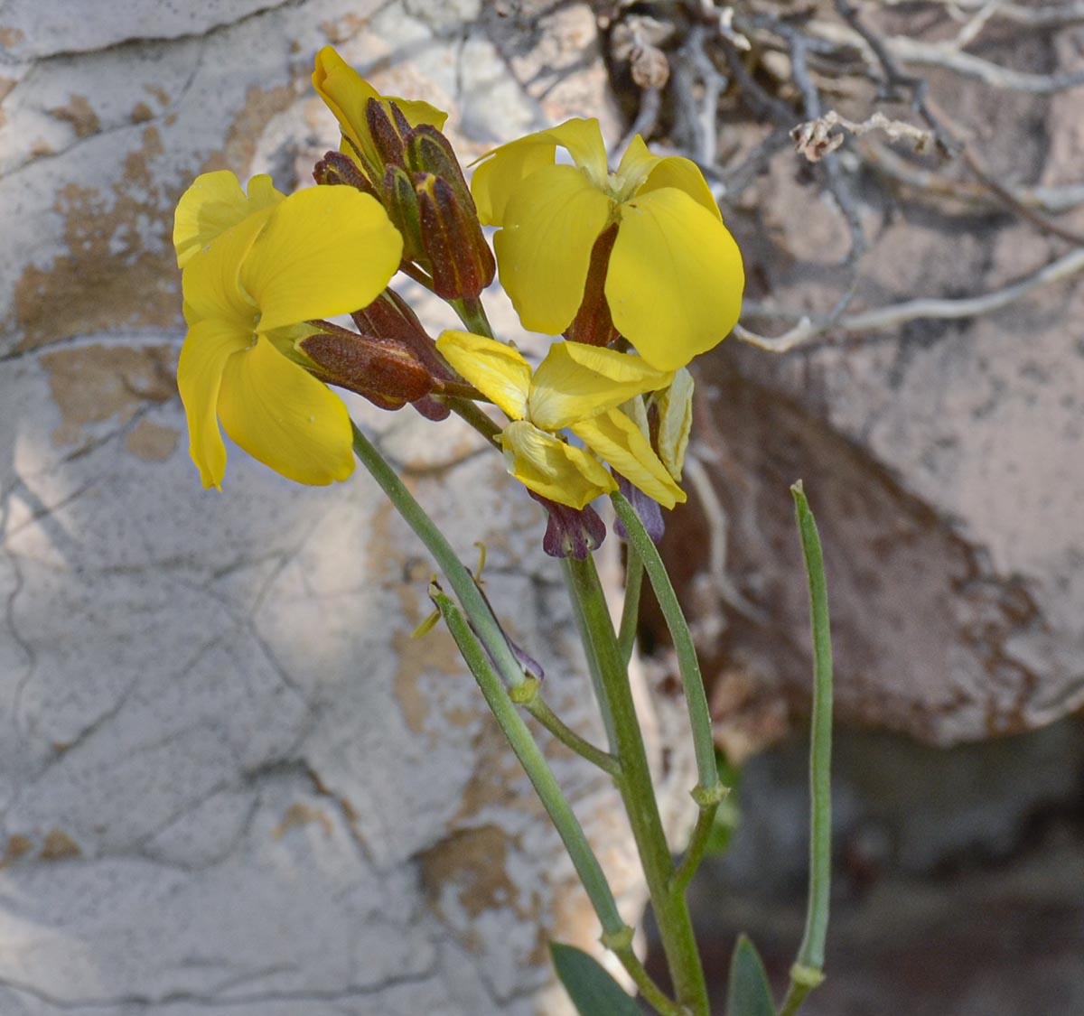 Blüten und Schoten