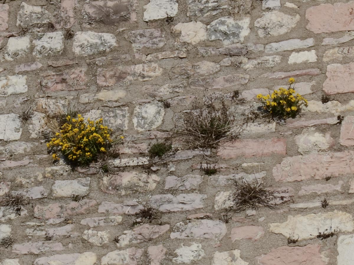 an der Mauer