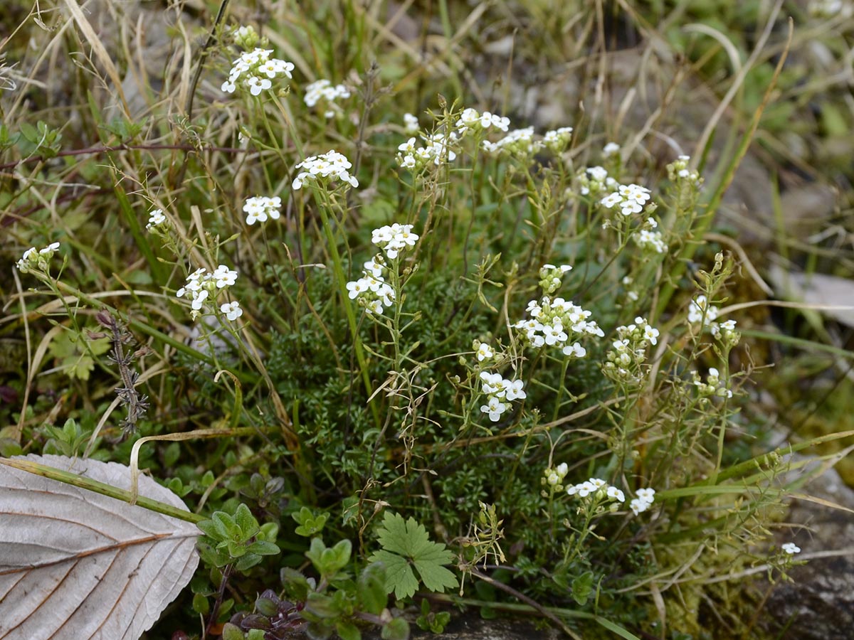 Habitus