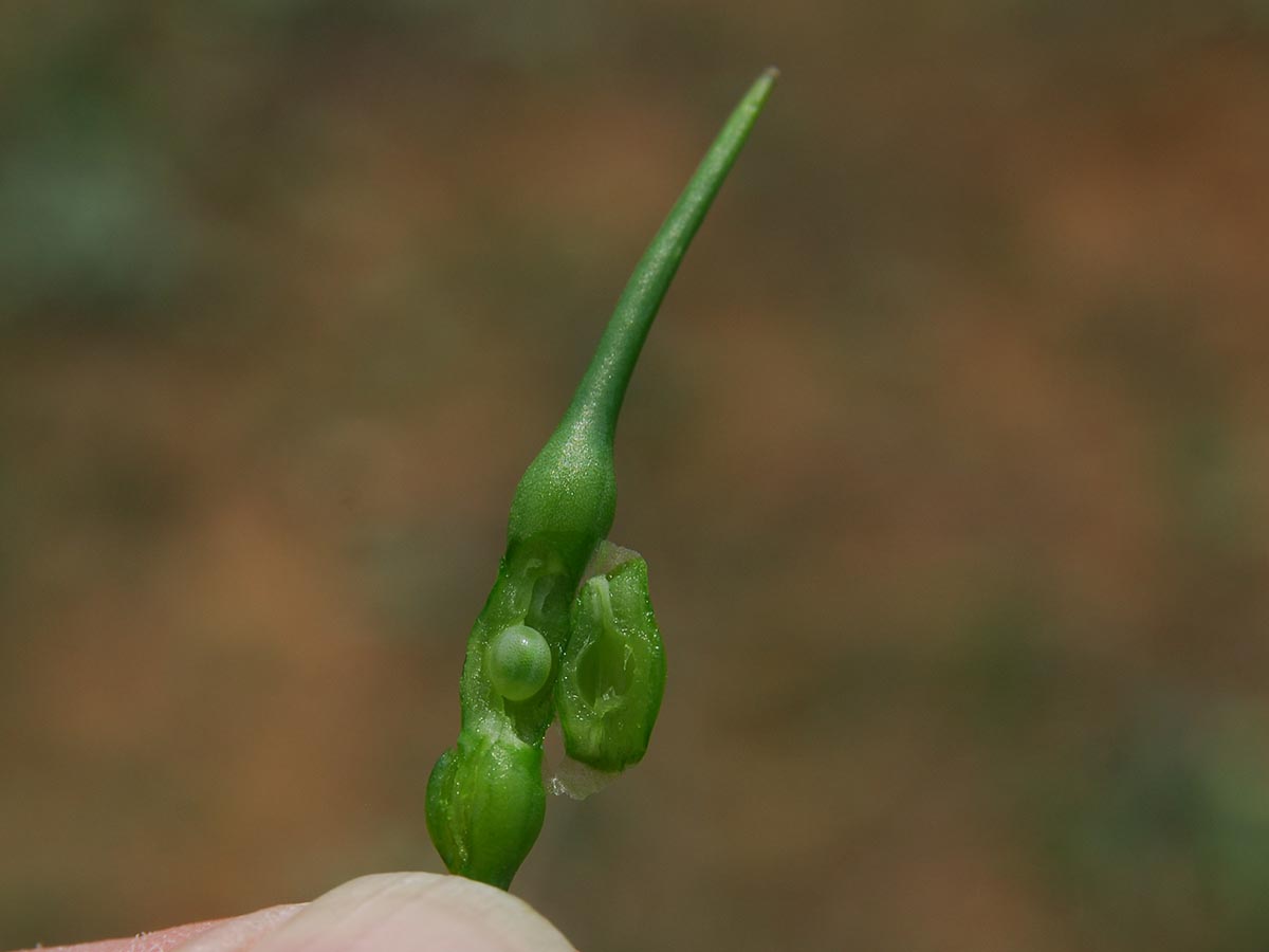 Frucht geöffnet