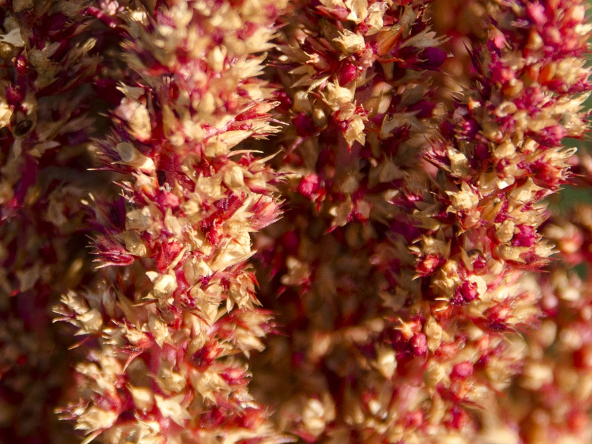 Blüten nah