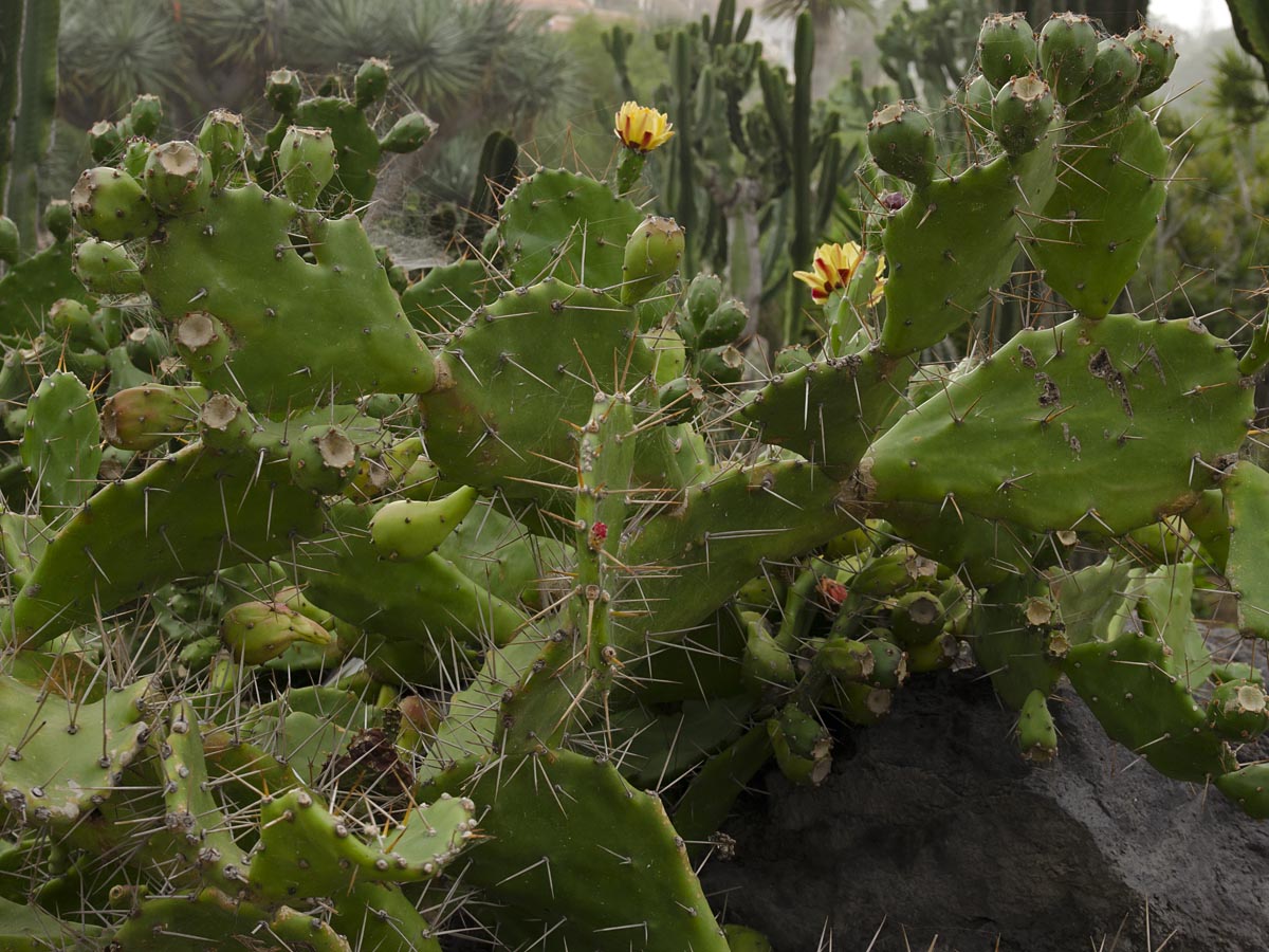 Habitus, Blüten