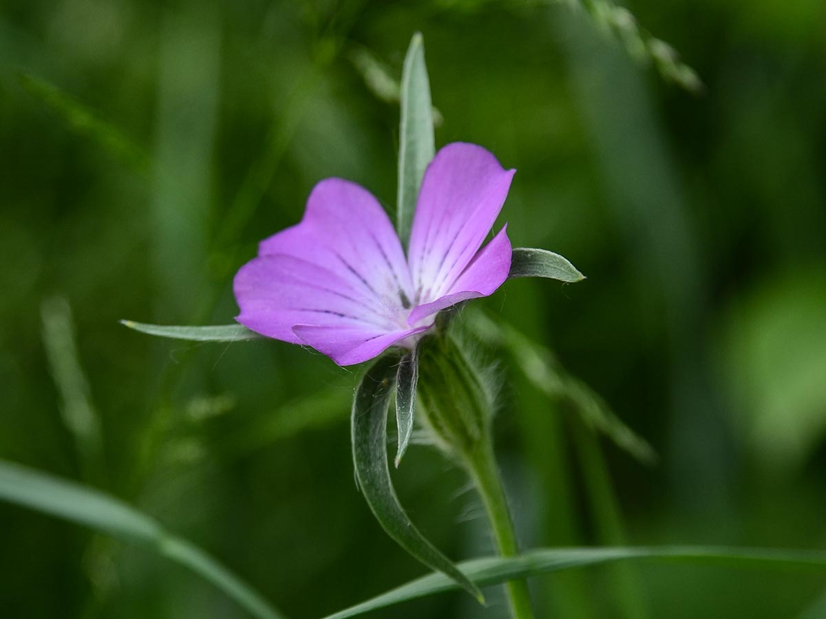 Blüte