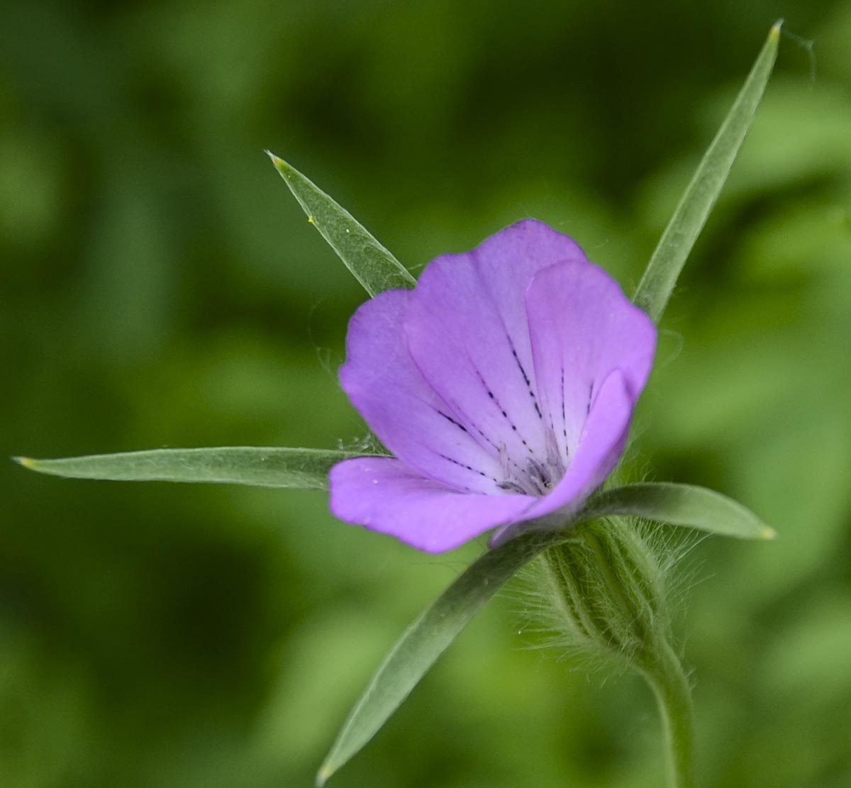 Blüte