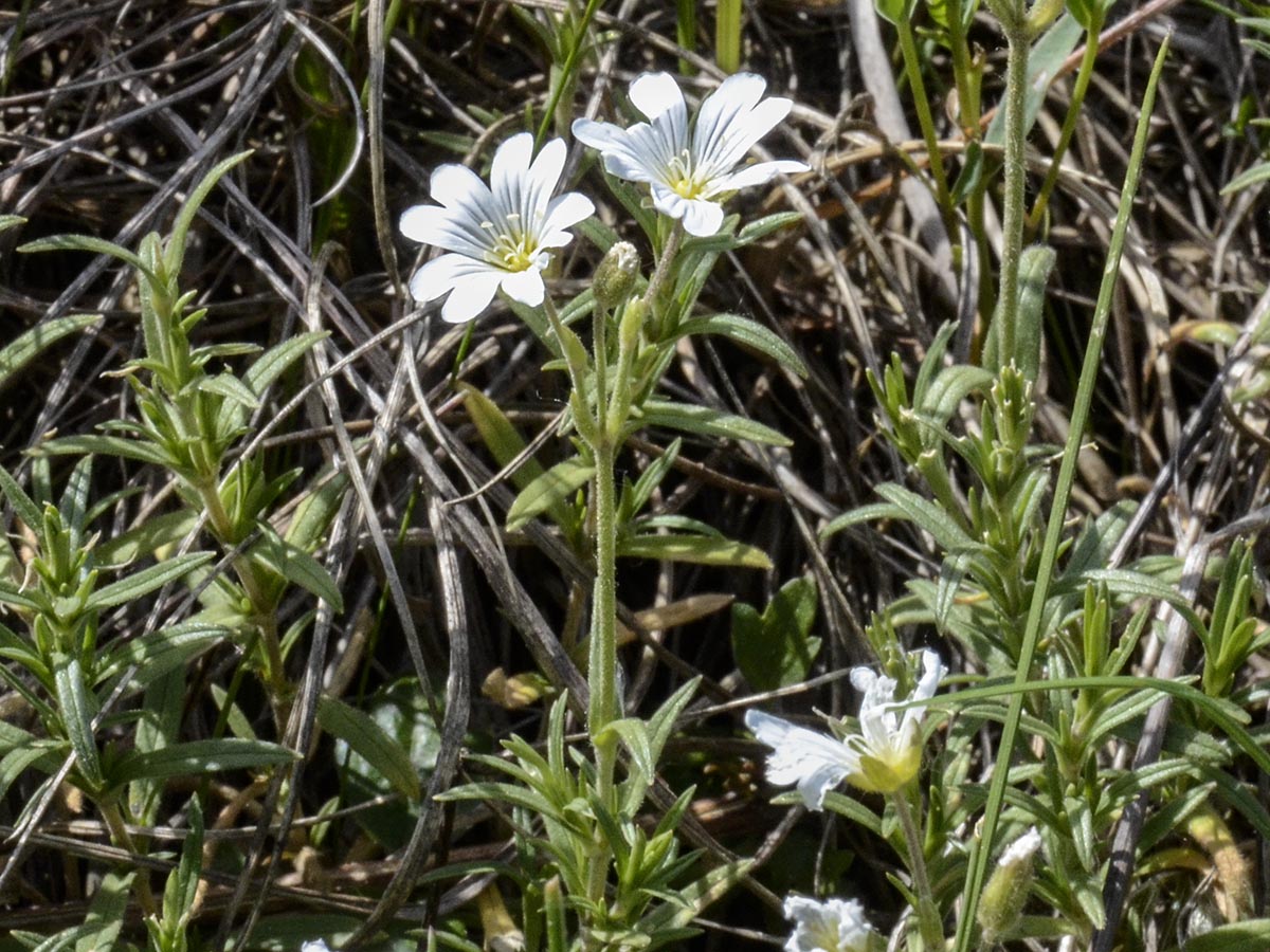 Habitus
