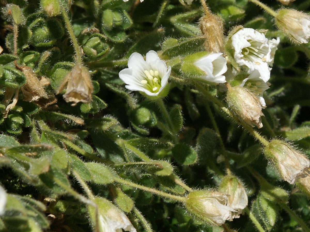 Blüte und Rosetten