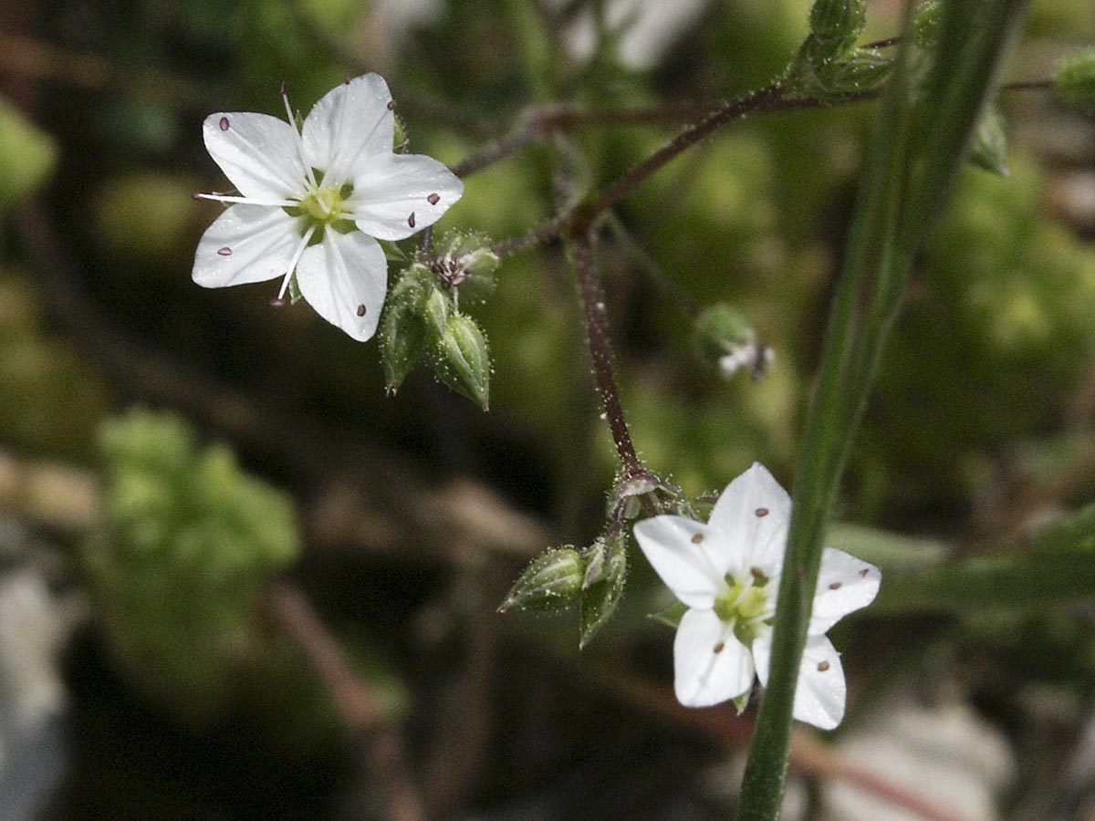 Blüten