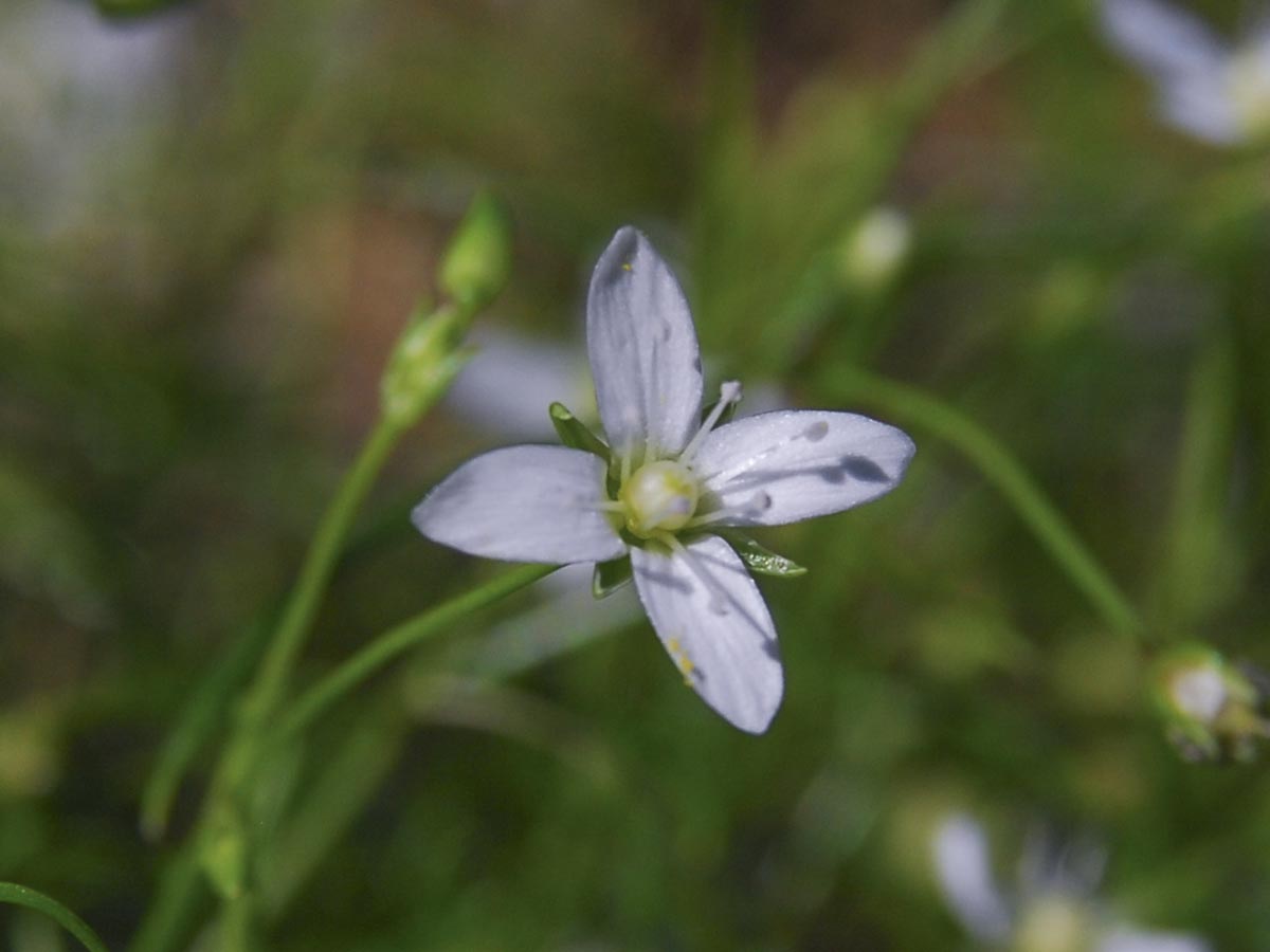 Blüte