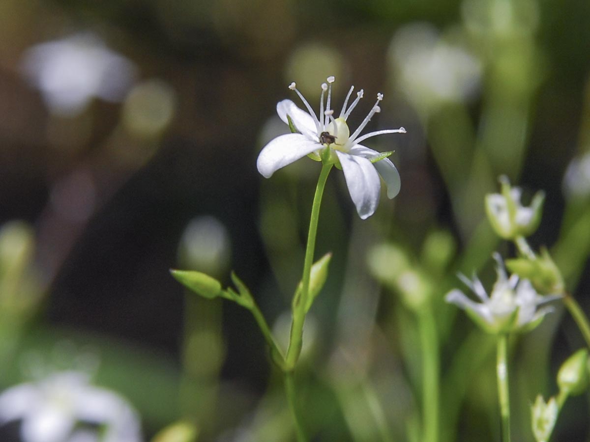 Blüte