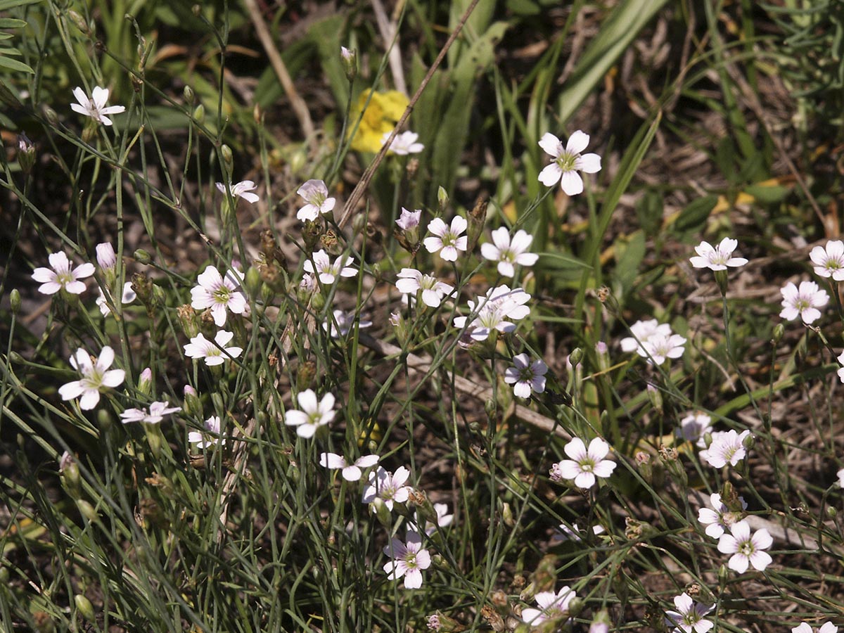 Blüten und Blütenknospen