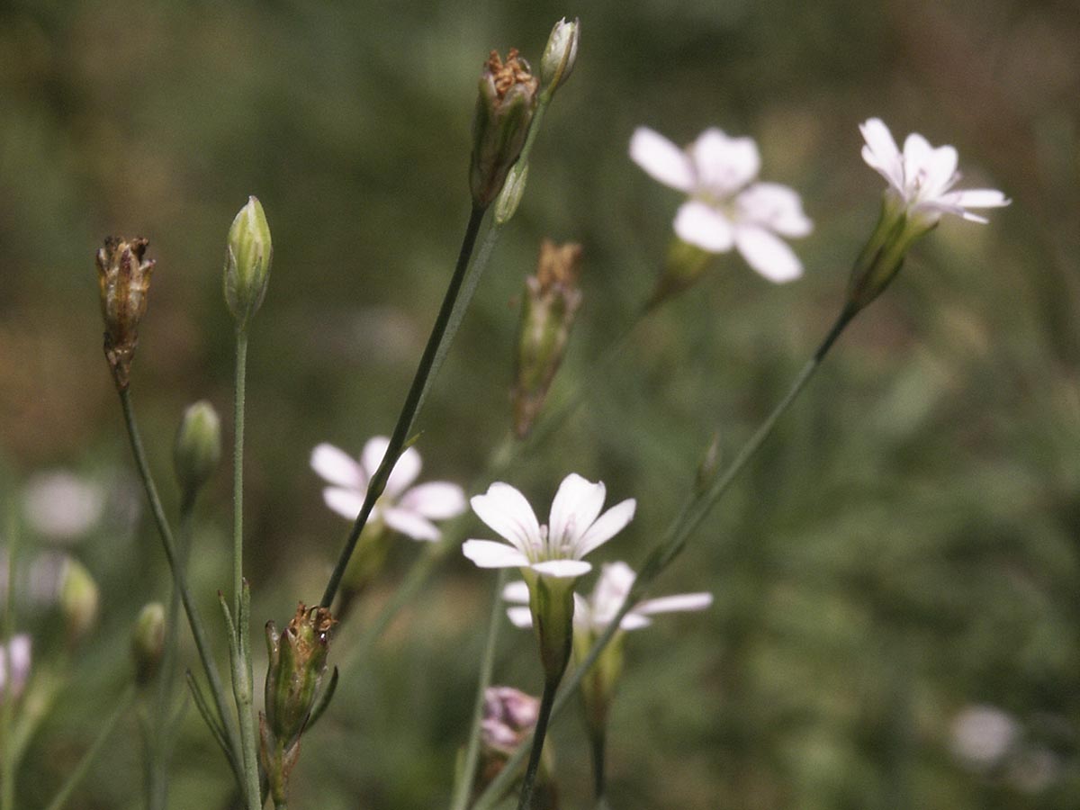 Blüte seitlich