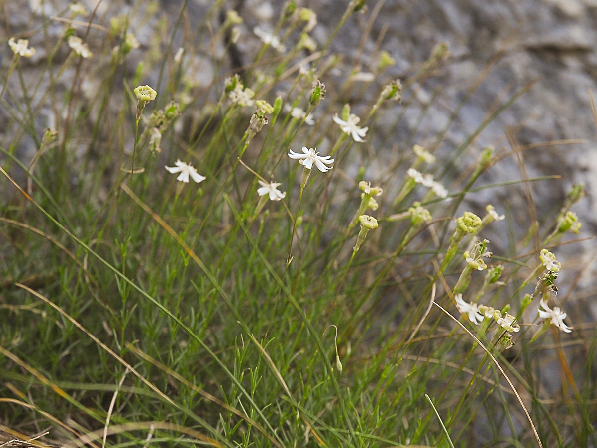 Habitus