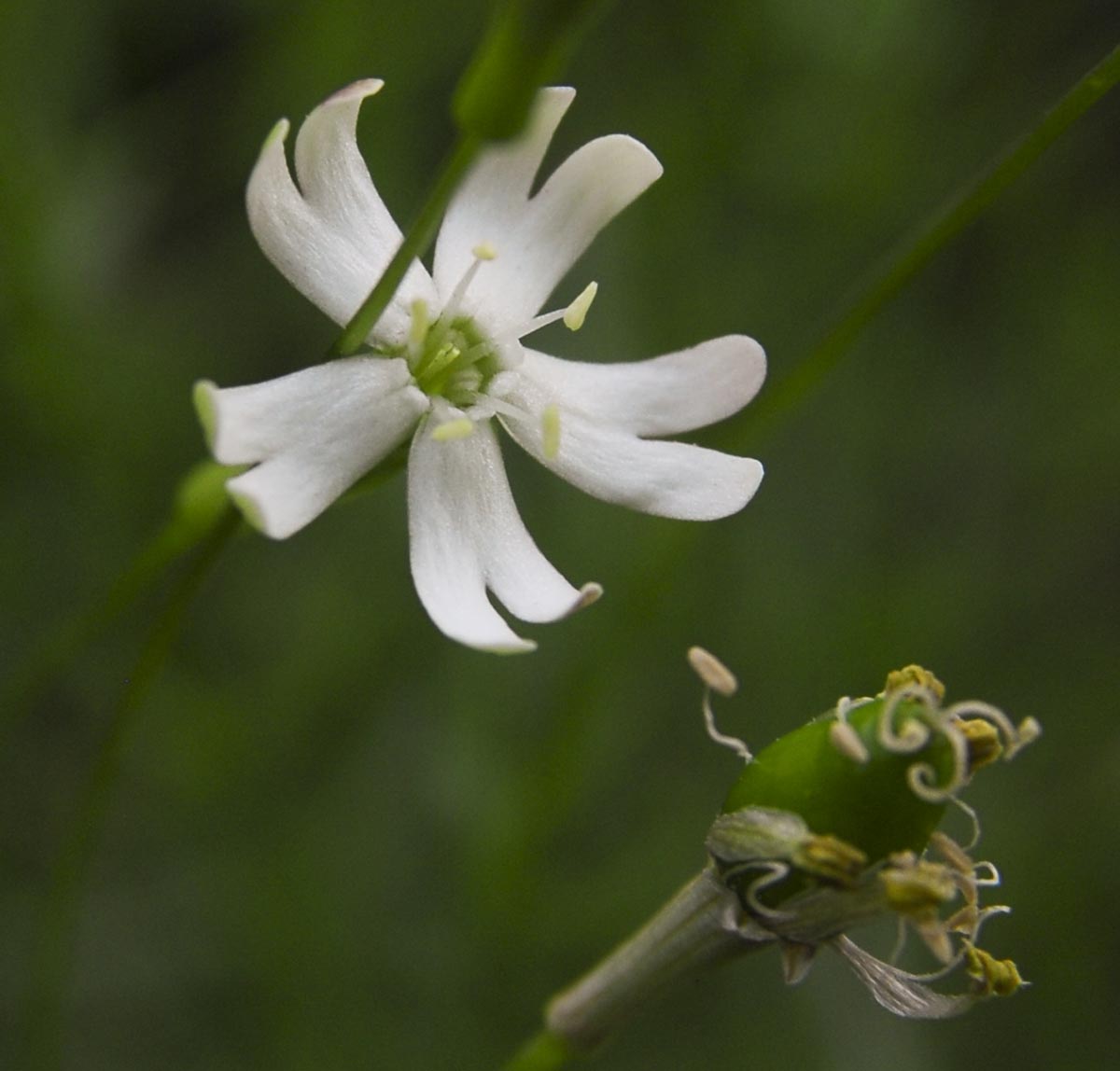 Blüte und Frucht