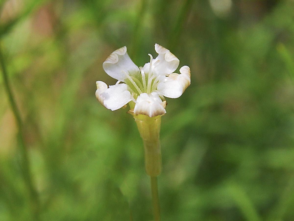 Blüte