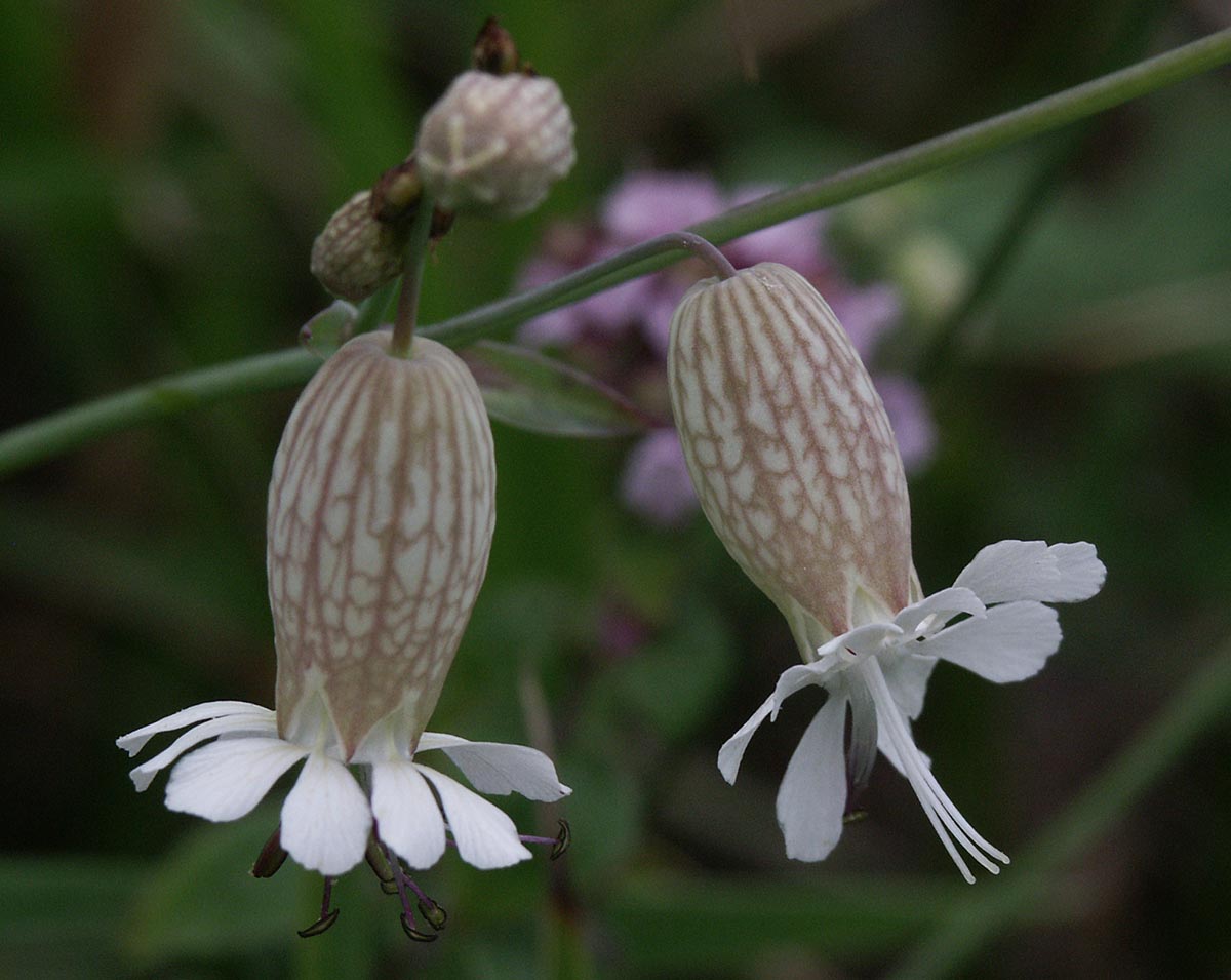 Blüten seitlich