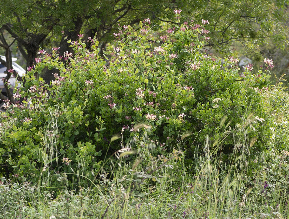 david phlox plant David Garden Phlox, Phlox paniculata main image 1