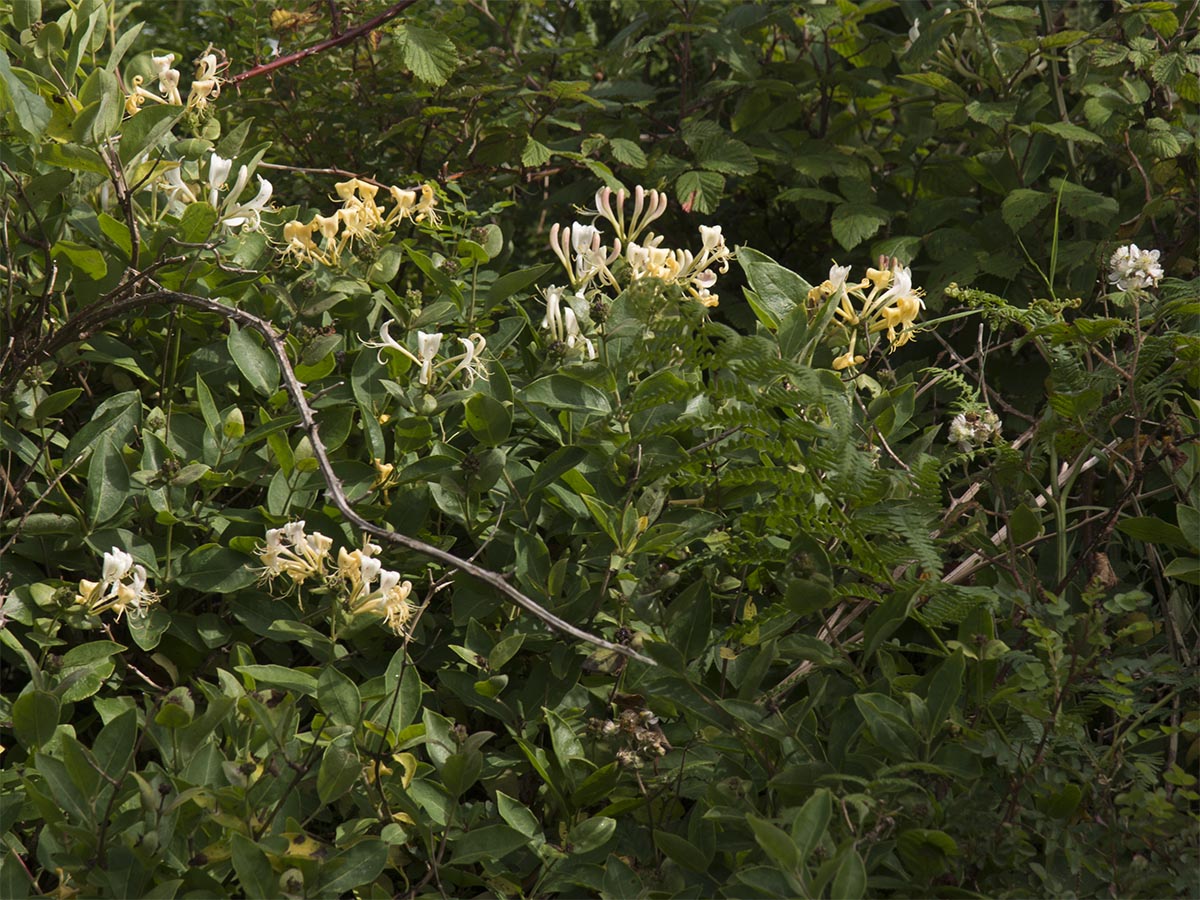 Lonicera periclymenum