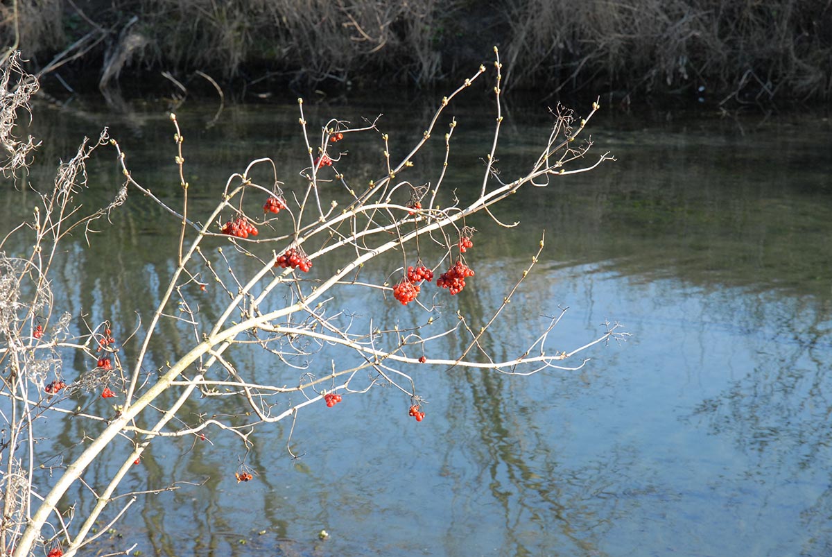 Früchte im Winter
