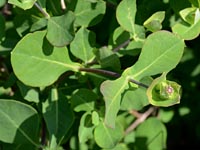 Etruskisches Geißblatt