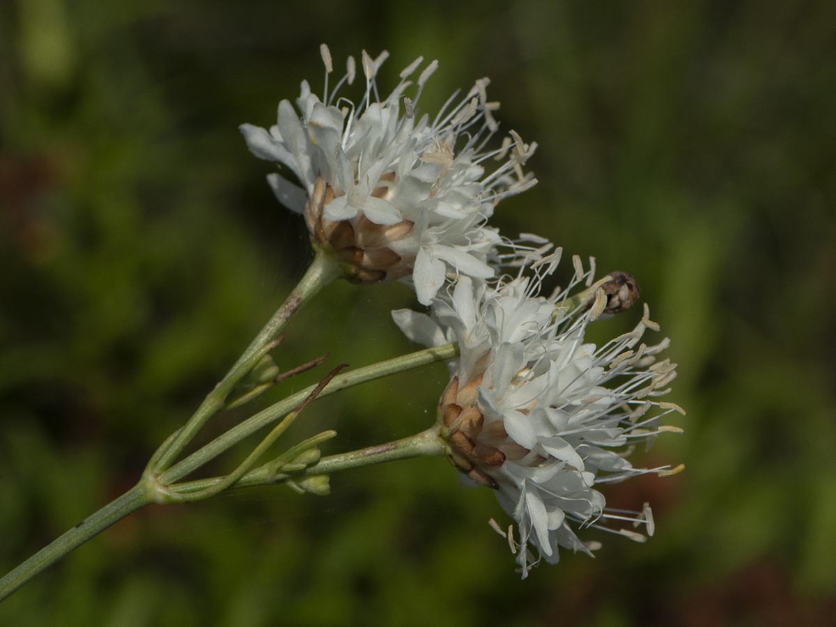 Köpfchen