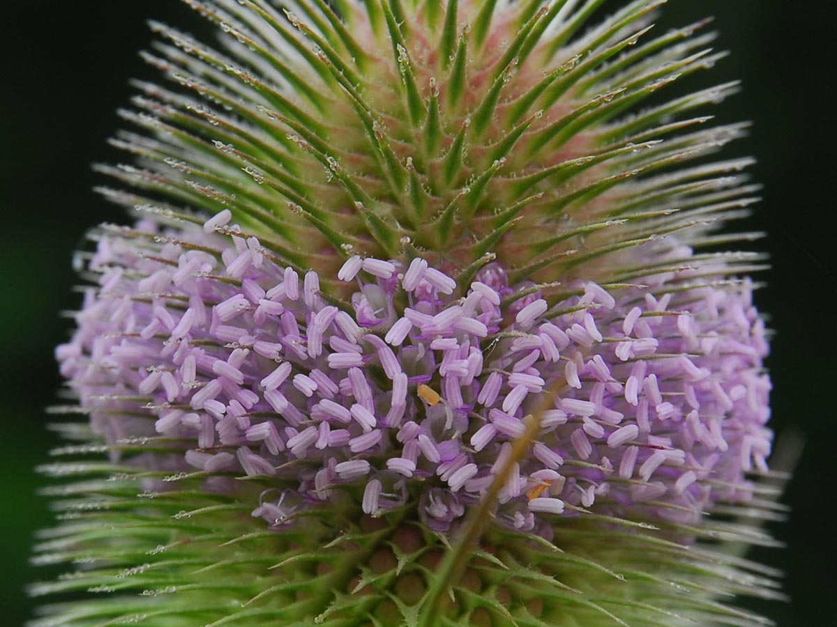 Blüten