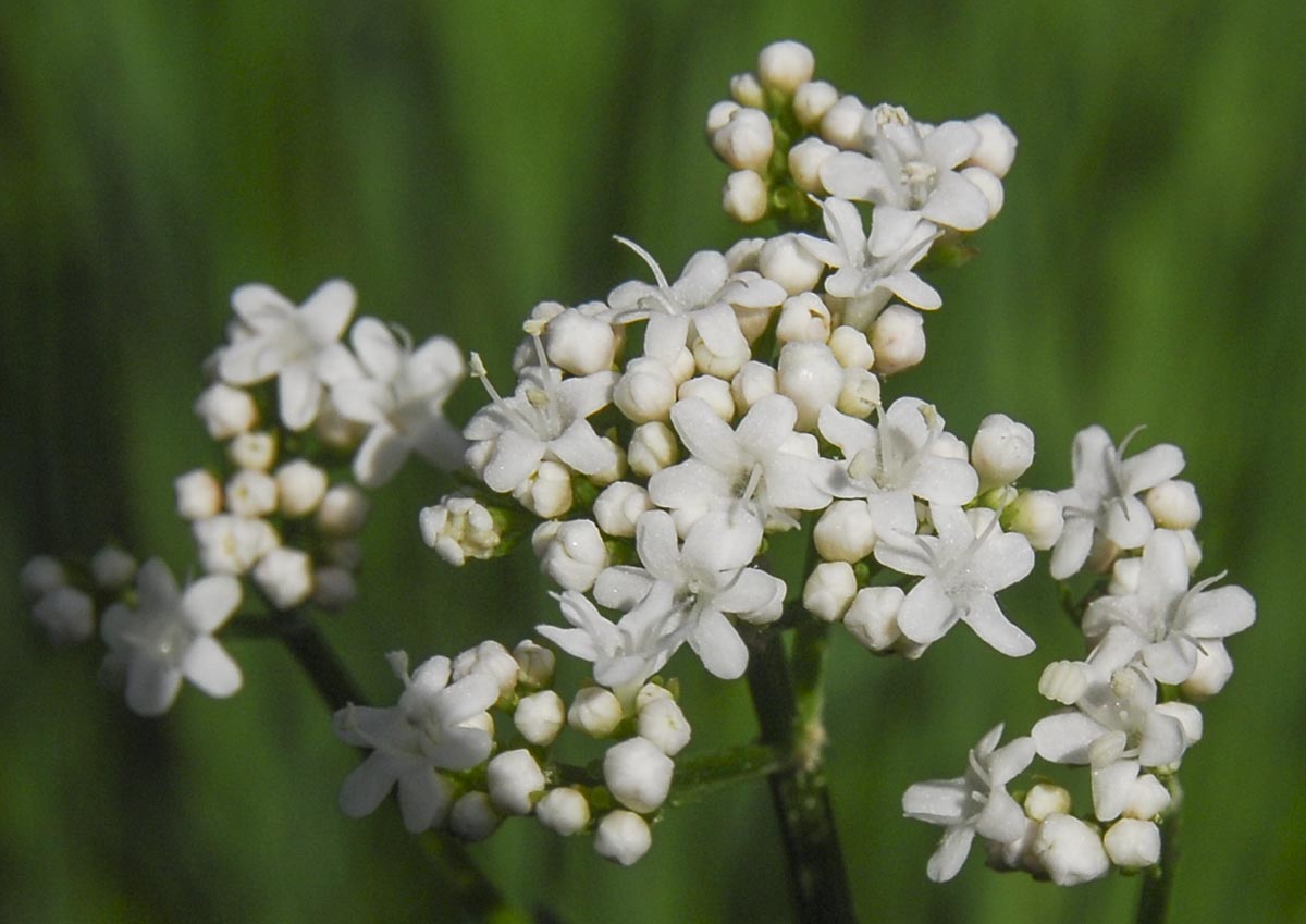 Blüten