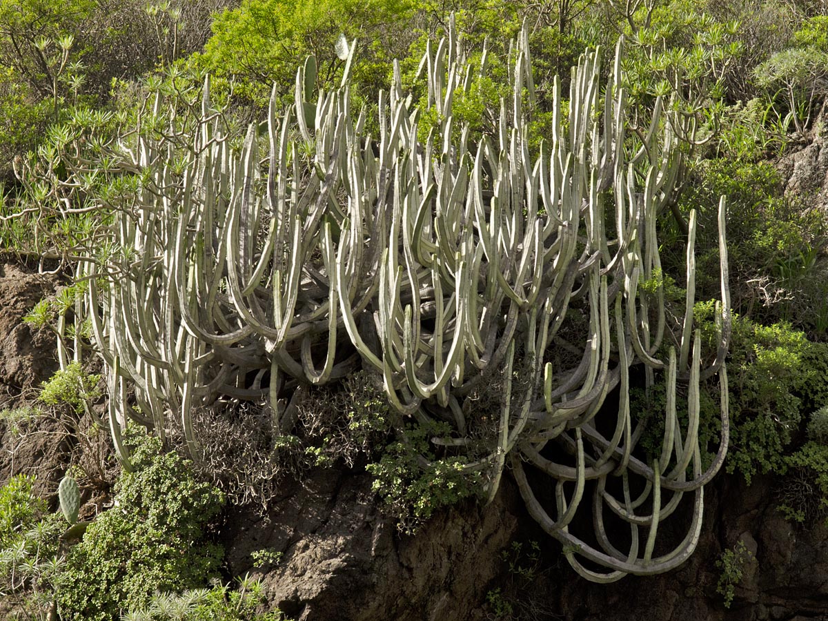 Euphorbia canariensis