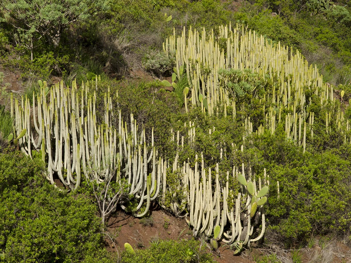 Euphorbia canariensis