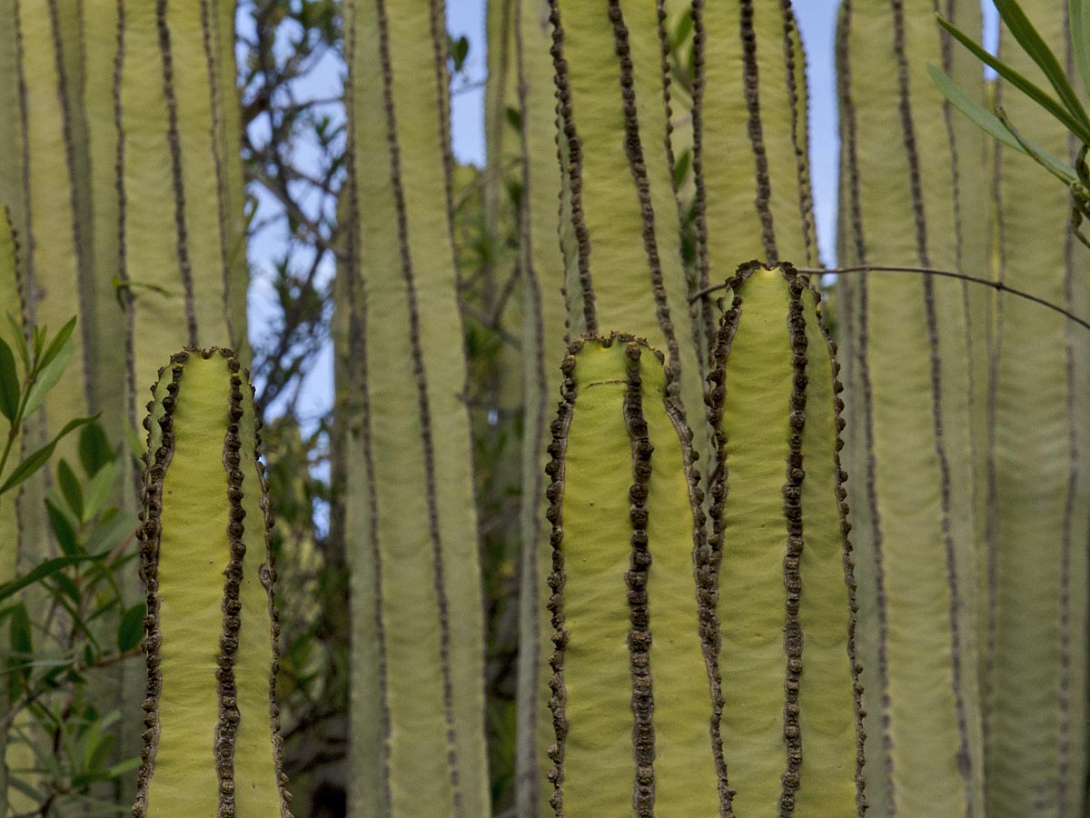 Euphorbia canariensis