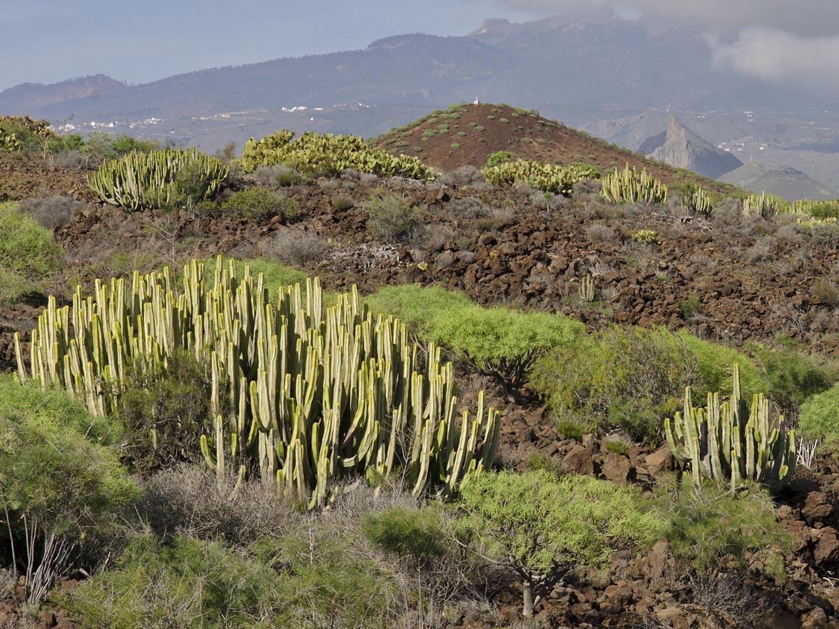 Euphorbia canariensis