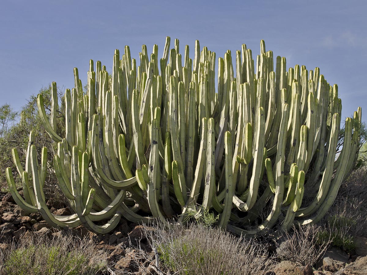 Euphorbia canariensis