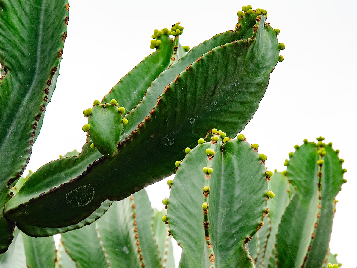 Euphorbia ingens