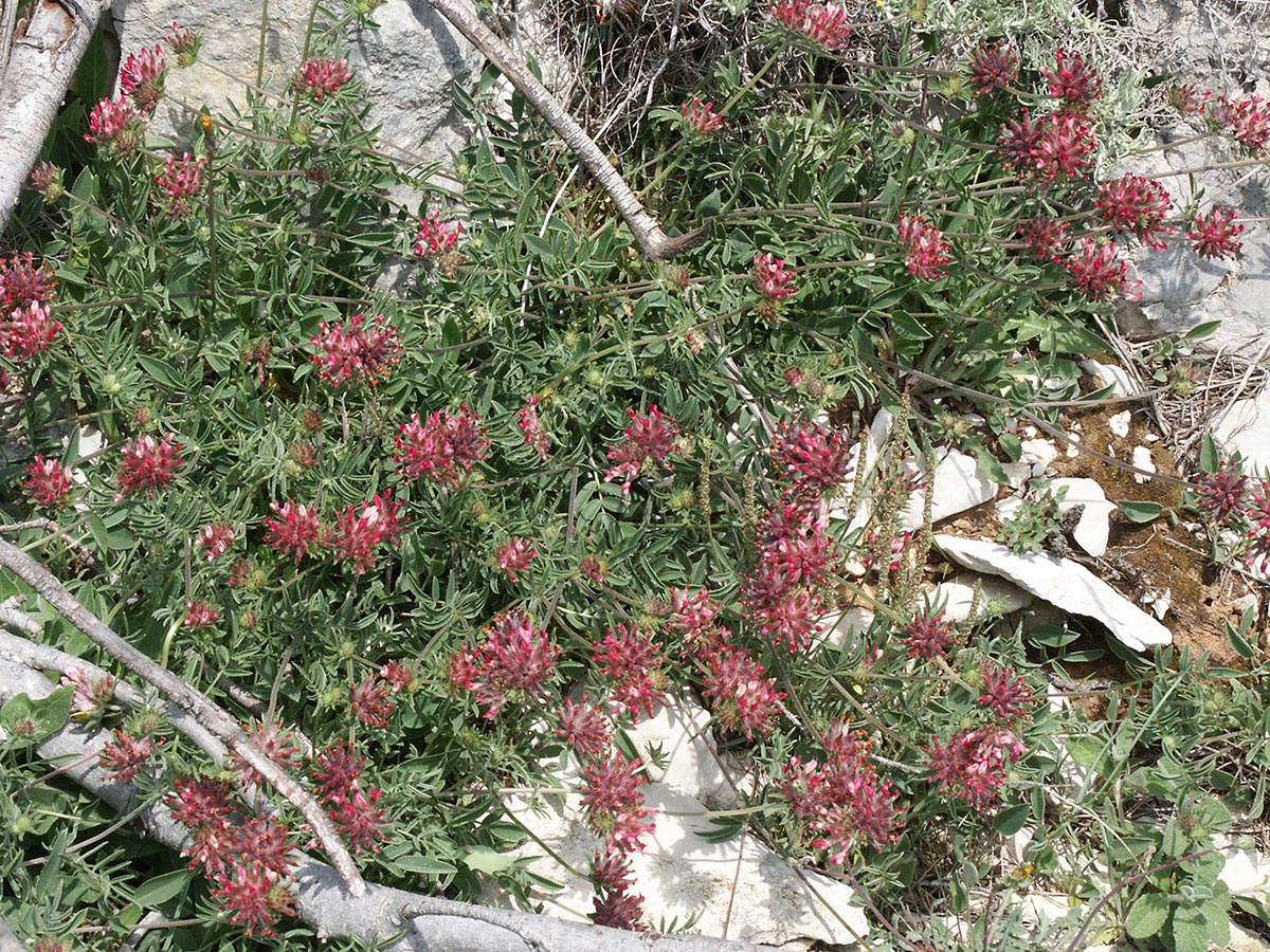 Anthyllis vulneraria ssp. rubriflora