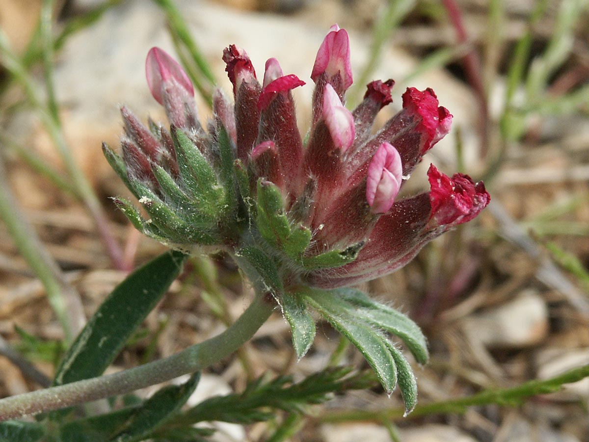 Anthyllis vulneraria ssp. rubriflora