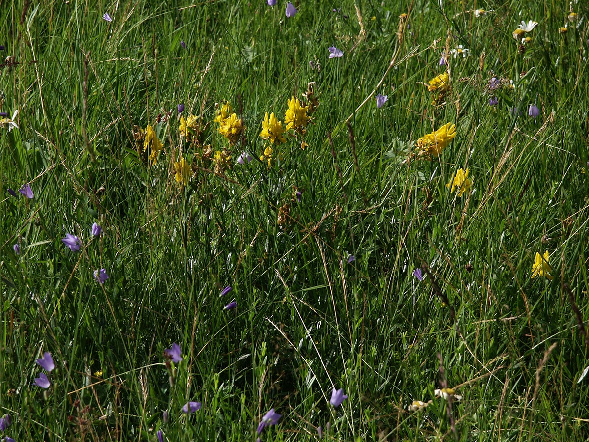 Genista tincoria