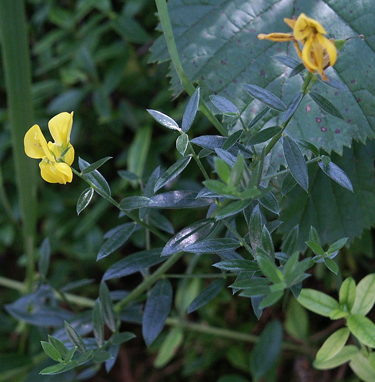 Genista tincoria