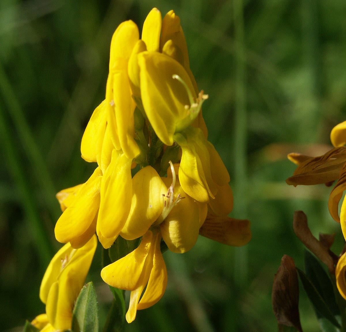 Genista tincoria