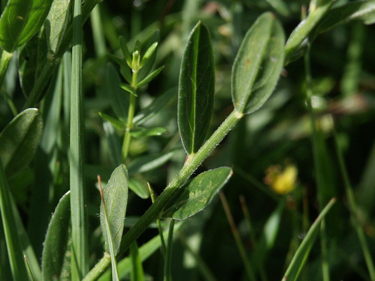 Genista tincoria