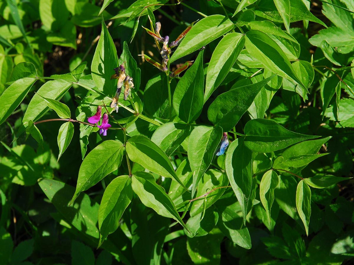Lathyrus vernus