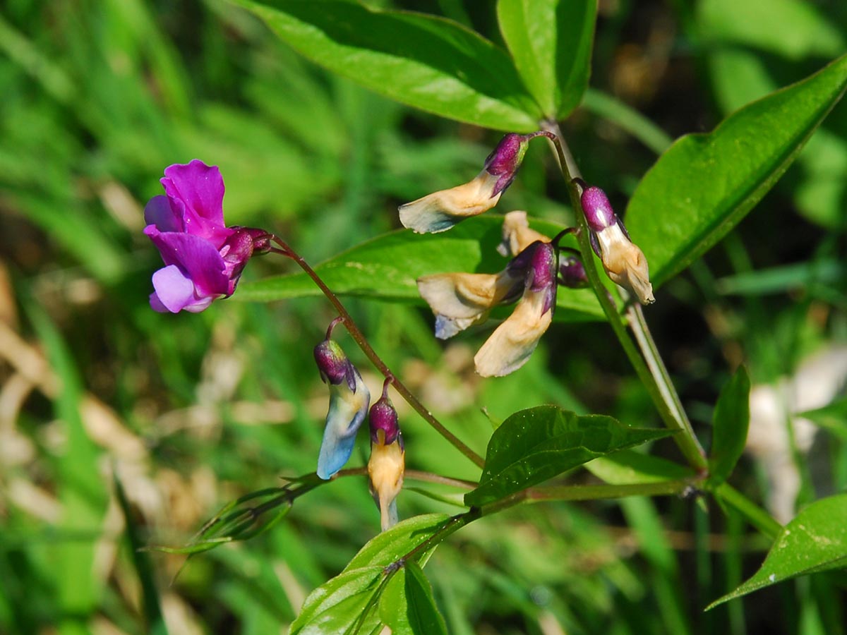 Lathyrus vernus