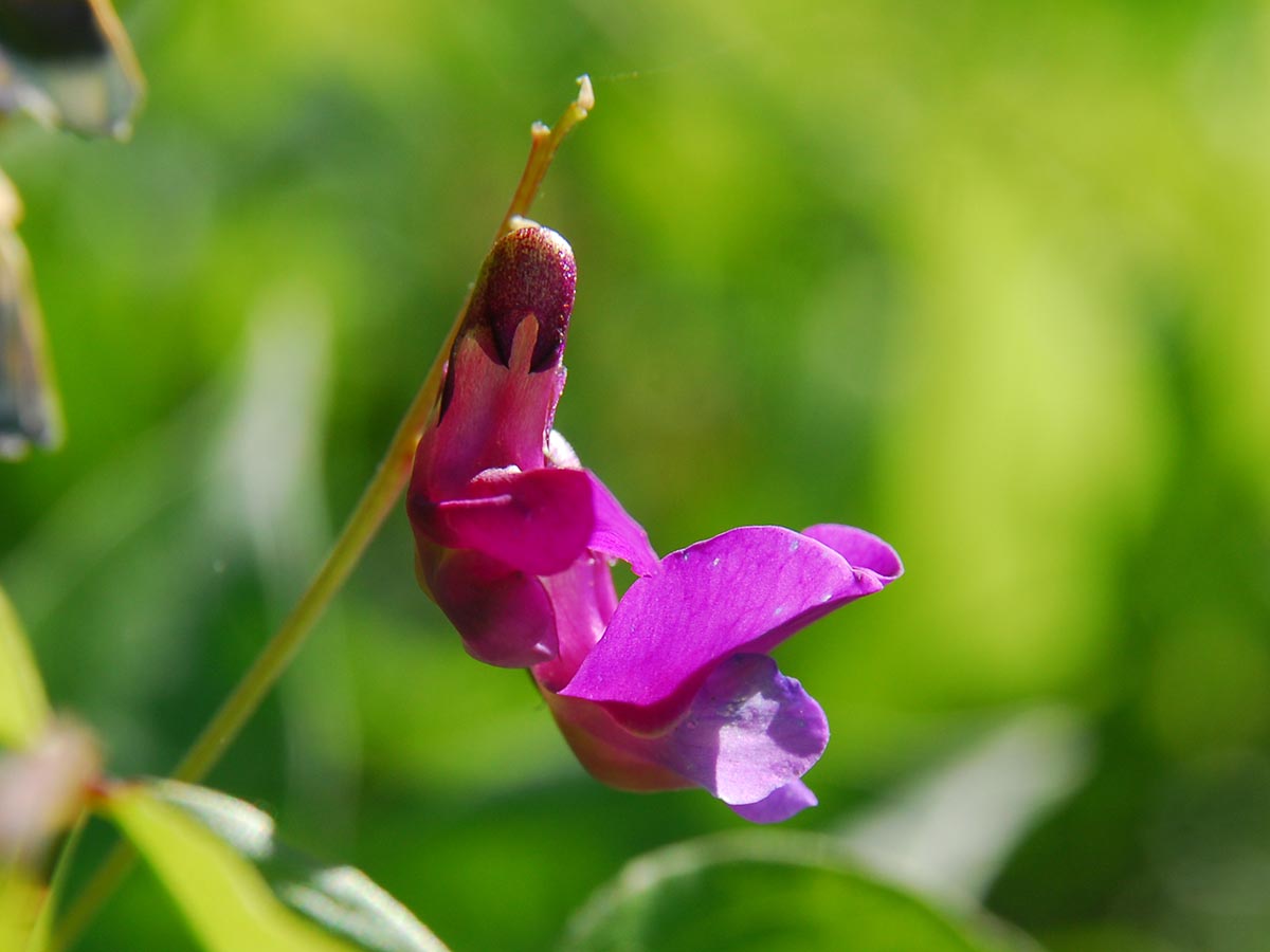 Lathyrus vernus