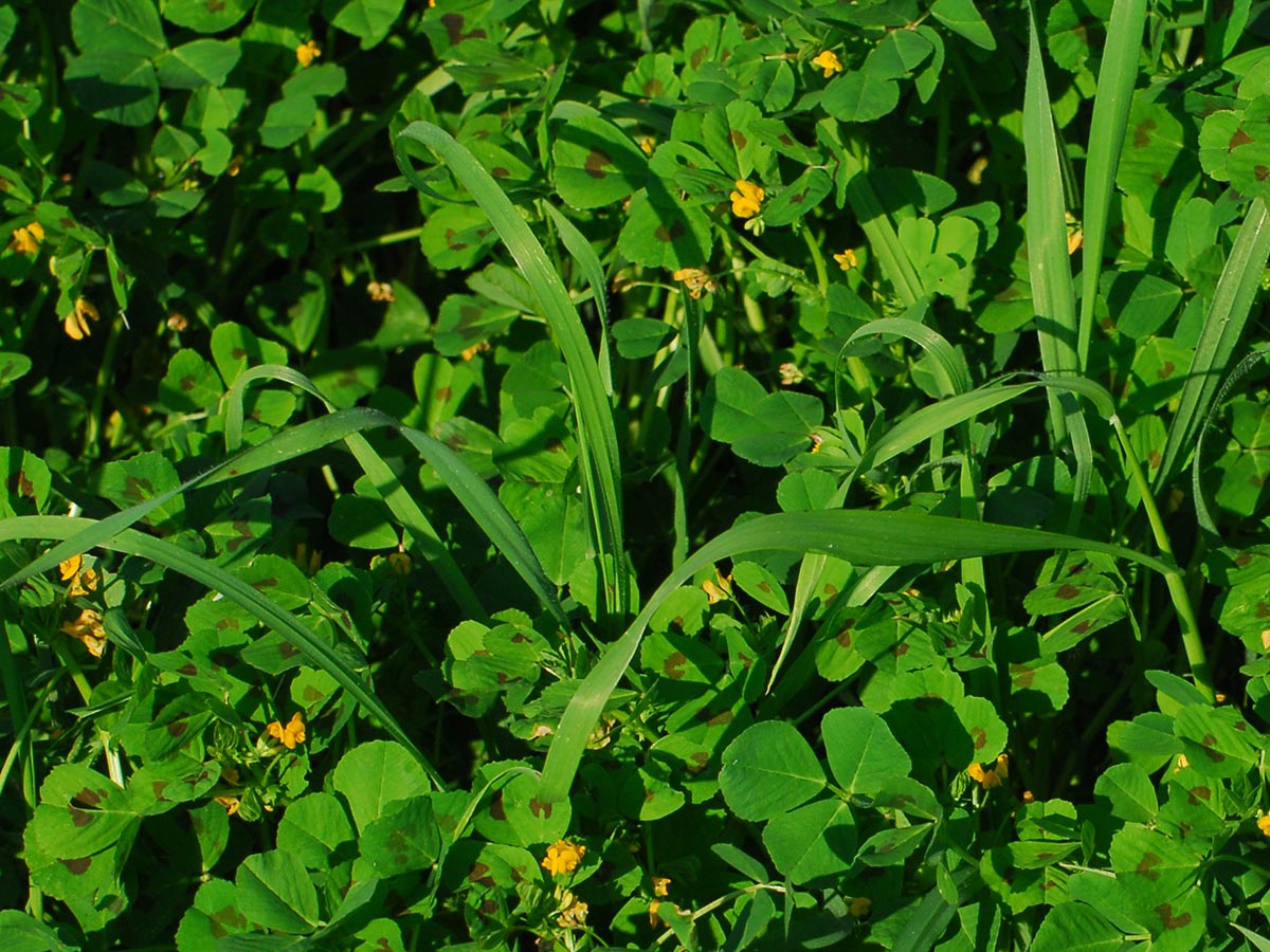 Medicago arabica