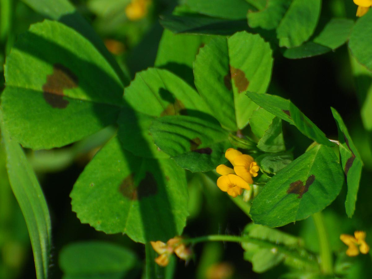 Medicago arabica