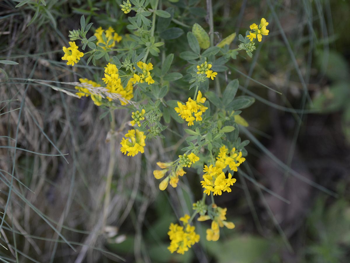 Medicago falcata