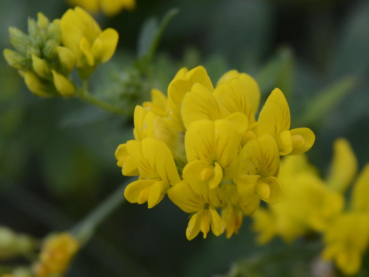 Medicago falcata