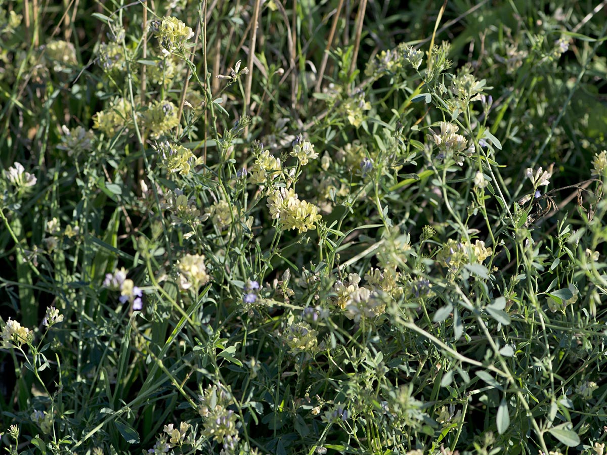 Medicago x varia